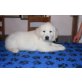 Golden Retriever Welpen - Rüde