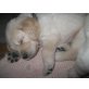 Golden Retriever Welpen - Rüde