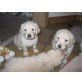 Golden Retriever Welpen - Rüde