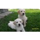 Golden Retriever Welpen - Rüde