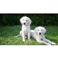 Golden Retriever Welpen - Rüde
