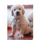 Golden Retriever Welpen - Rüde