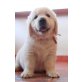 Golden Retriever Welpen - Rüde