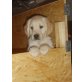 Golden Retriever Welpen - Rüde