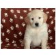 Golden Retriever Welpen - Rüde