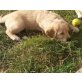 Golden Retriever Welpen - Rüde