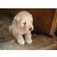 Golden Retriever Welpen - Rüde