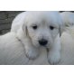 Golden Retriever Welpen - Rüde