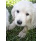 Golden Retriever Welpen - Rüde