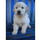 Golden Retriever Welpen - Rüde