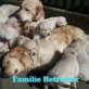 Golden Retriever Welpen - Rüde