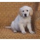 Golden Retriever Welpen - Rüde