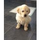 Golden Retriever Welpen - Rüde