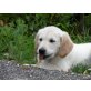 Golden Retriever Welpen - Rüde