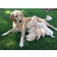 Golden Retriever Welpen - Rüde