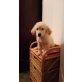 Golden Retriever Welpen - Rüde