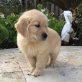 Golden Retriever Welpen - Rüde
