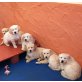 Golden Retriever Welpen - Rüde