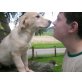 Golden Retriever Welpen - Rüde
