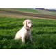 Golden Retriever Welpen - Rüde