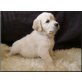 Golden Retriever Welpen - Rüde
