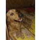 Golden Retriever Welpen - Rüde