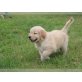 Golden Retriever Welpen mit Papieren, Golden Retriever - Rüde