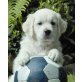 Golden Retriever Welpen mit Papieren, Golden Retriever Welpen - Rüde