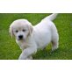 Golden Retriever Welpen mit Papieren, Golden Retriever Welpen - Rüde