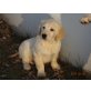 Golden Retriever Welpen, reinrassig, Golden Retriever Welpen - Hündin