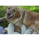 Golden Retriever Welpen, reinrassig, Golden Retriever Welpen - Hündin