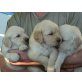 Golden Retriever Welpen, reinrassig, Golden Retriever Welpen - Hündin