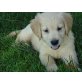 Golden Retriever Welpen, reinrassig, Golden Retriever Welpen - Hündin