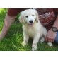 Golden Retriever Welpen, reinrassig, Golden Retriever Welpen - Rüde
