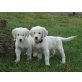 Golden Retriever Welpen, reinrassig, Golden Retriever Welpen - Rüde