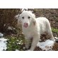Golden Retriever aus Oberösterreich, Golden Retriever Welpen - Rüde