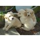 Golden Retriever reinrassig, Golden Retriever Welpen - Hündin