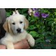 Golden Retriever reinrassig, Golden Retriever Welpen - Rüde