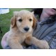 Golden Retriever und Labrador Welpen - Rüde