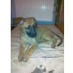 Golden RetrieverSchäfer Mix/Deutscher Schäfer Welpen - Hündin