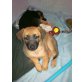 Golden RetrieverSchäfer Mix/Deutscher Schäfer Welpen - Rüde