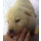 Golden Retriver-Hirtenhund - Rüde