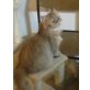 Golden Shaded , Perser - Katze