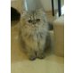 Golden Shaqded, Perser - Kater