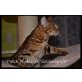 Golden Spirit, Bengalkatze - Katze