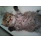 Golden Tabby Perserchen, Perser - Katze