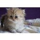 Golden shaded, Perser - Katze