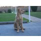 GoldenRetriever/Labrador - Rüde