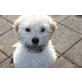 Goldendoodle F1b, Großpudel-Goldendoodle Welpen - Rüde