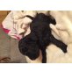 Goldendoodle/Labradoodle Welpen  - Hündin